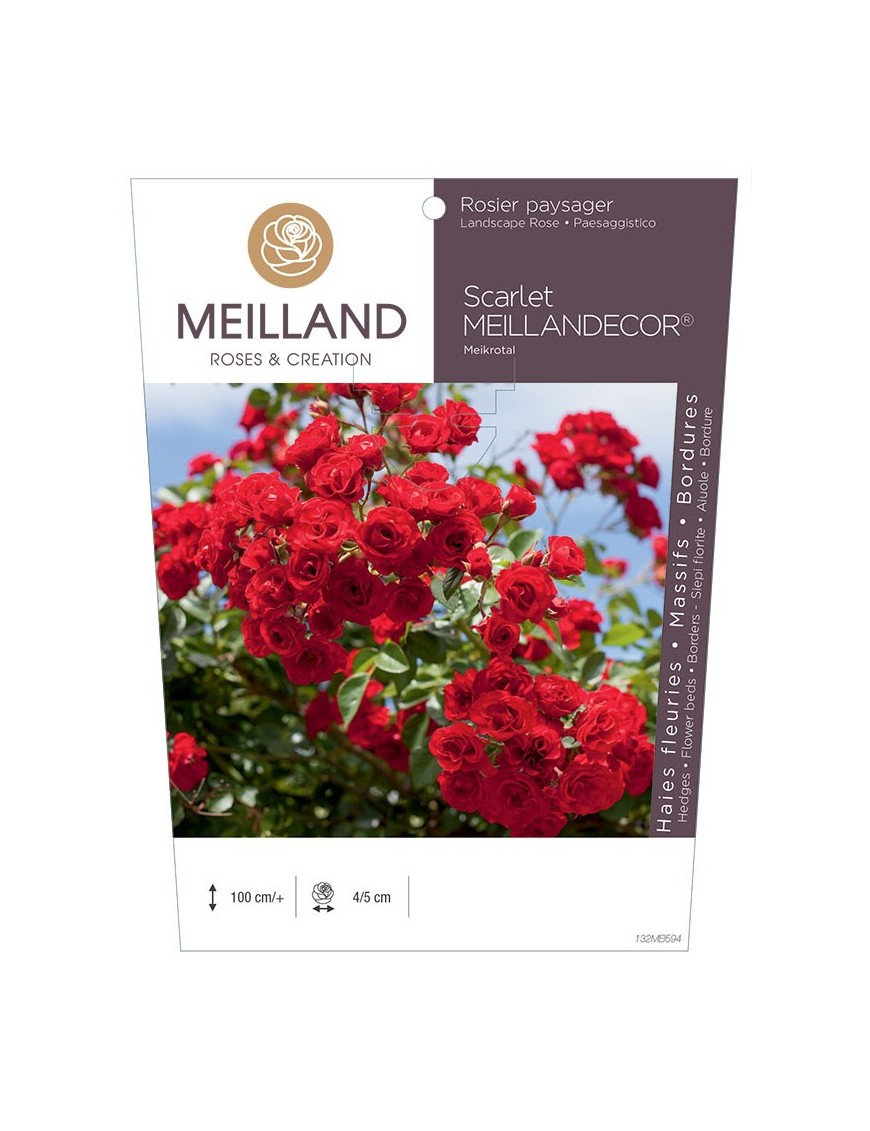 Scarlet MEILLANDECOR ® Meikrotal Rosier paysager