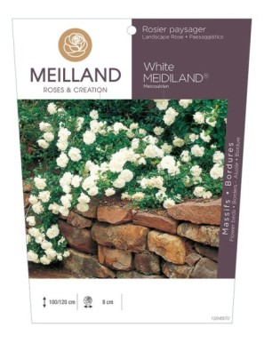 White MEDILAND ® Meicoublan Rosier paysager