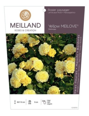 Yellow MEILOVE ® Meitongas Rosier paysager