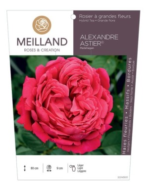 Rosier à grandes fleurs ALEXANDRE ASTIER® Meilehagan