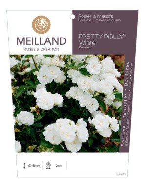 Rosier à massifs PRETTY POLLY® White Zlepolfour