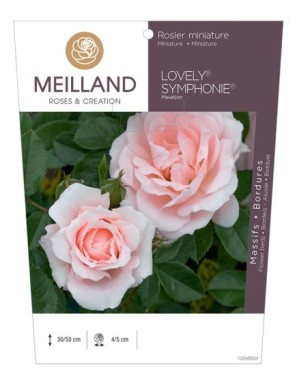 Rosier miniature LOVELY® SYMPHONIE® Meiatjon