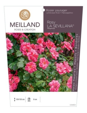 Rosier paysager Rosy LA SEVILLANA® Meigeroka