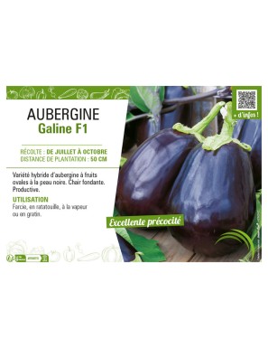 AUBERGINE GALINE F1