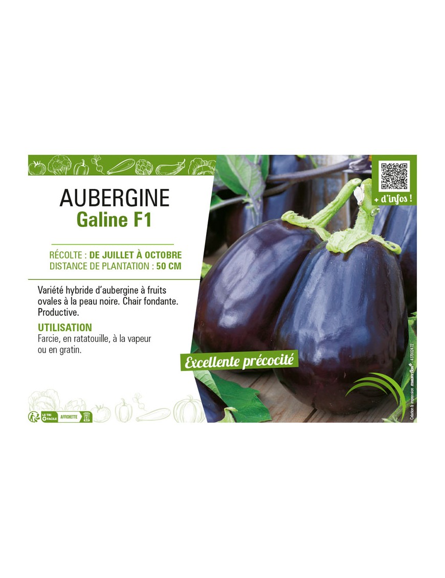 AUBERGINE GALINE F1