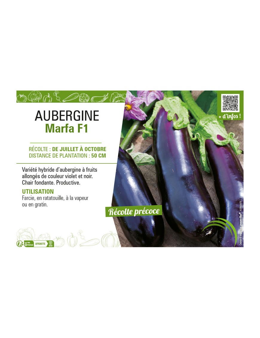 AUBERGINE MARFA F1