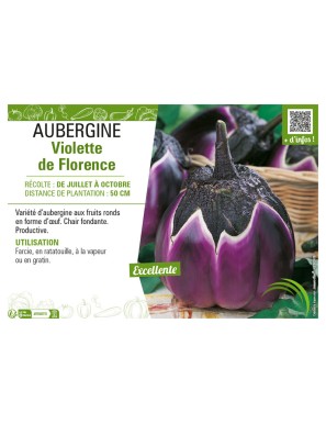 AUBERGINE VIOLETTE DE FLORENCE