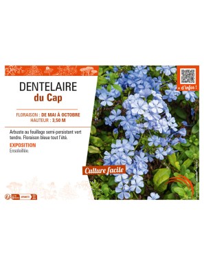 DENTELAIRE du Cap