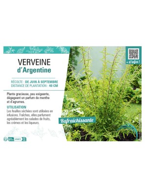 VERVEINE D'ARGENTINE