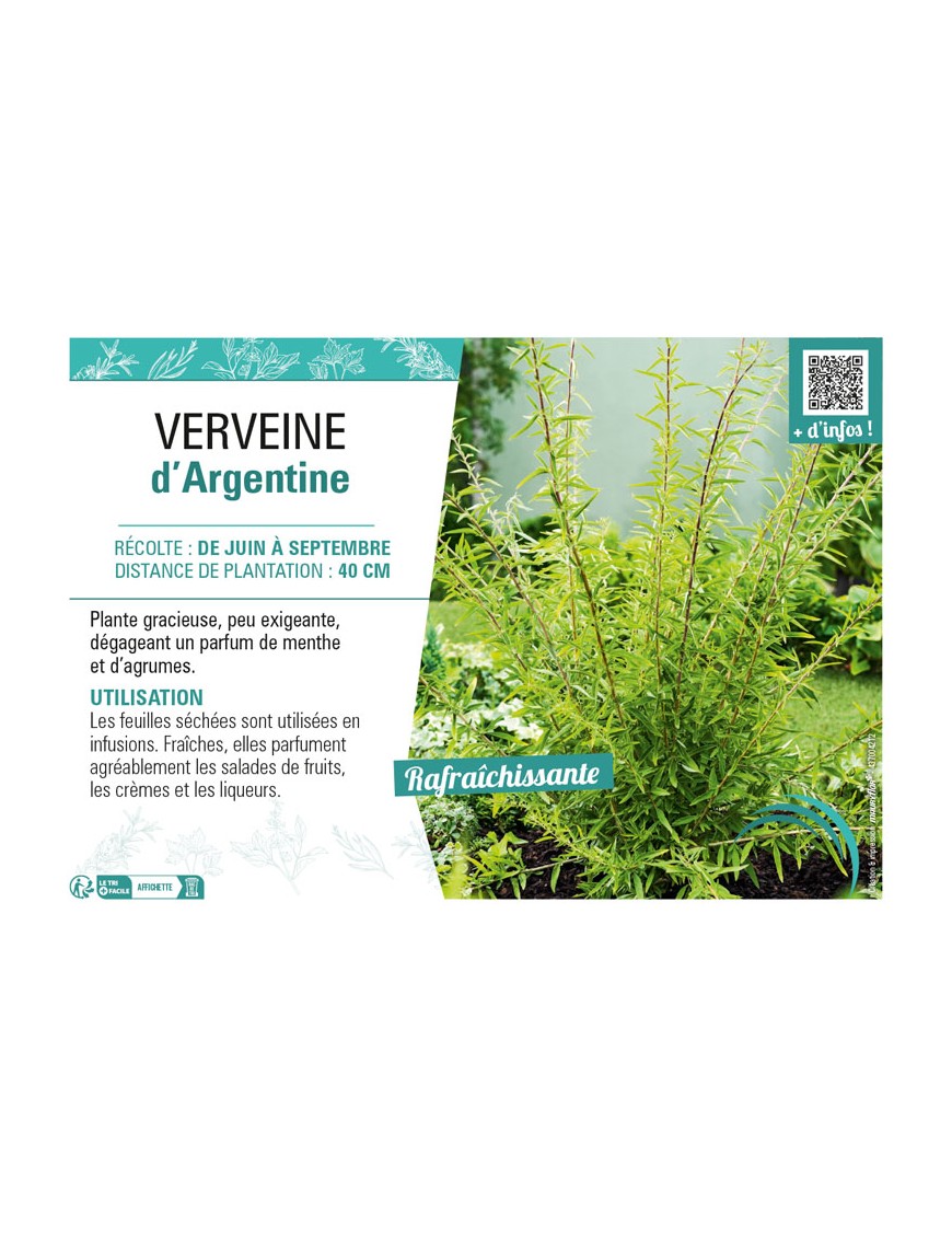 VERVEINE D'ARGENTINE