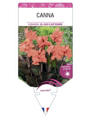 CANNA (saumon feuillage bronze)