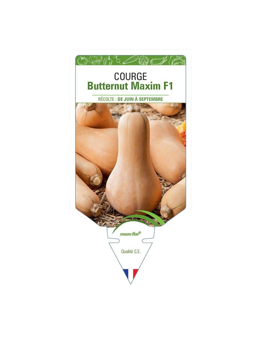 COURGE BUTTERNUT MAXIM F1
