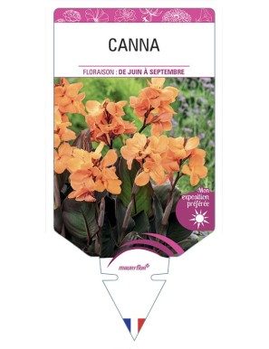 CANNA (orange feuillage bronze)