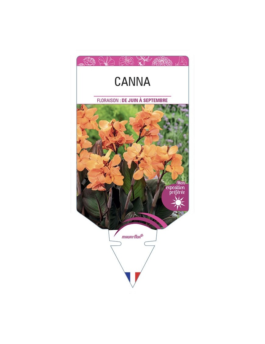 CANNA (orange feuillage bronze)