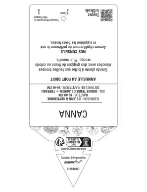 CANNA (orange feuillage bronze)