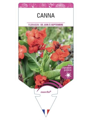 CANNA (rouge feuillage vert)