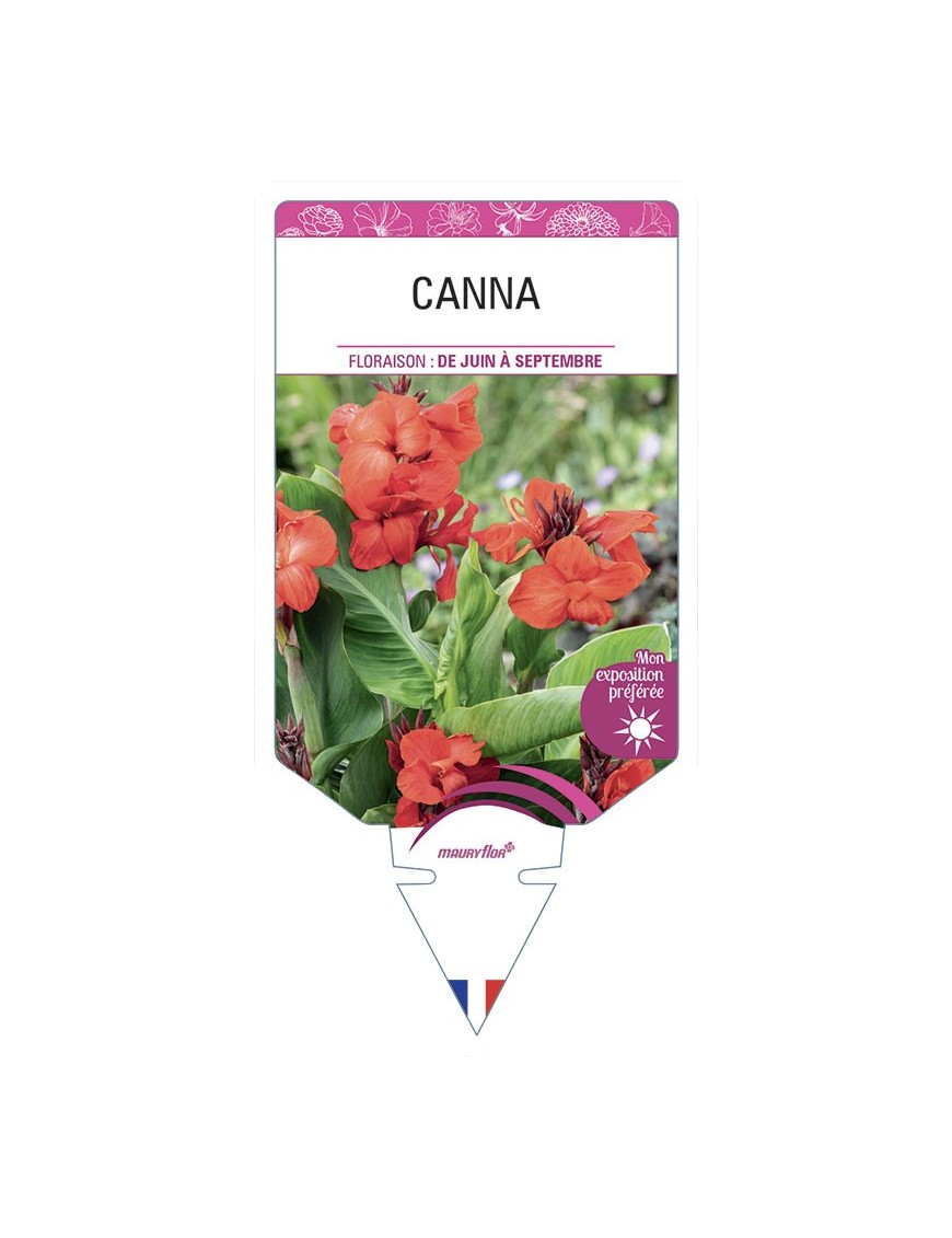 CANNA (rouge feuillage vert)