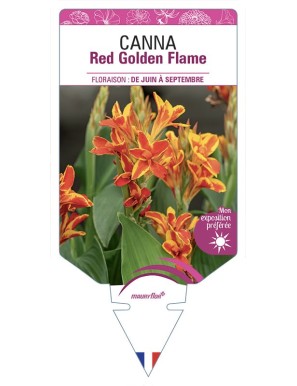 CANNA Red Golden Flame