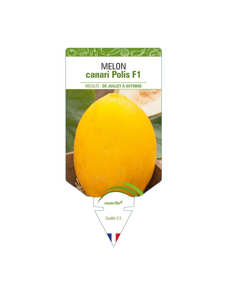 Melon canari Polis F1