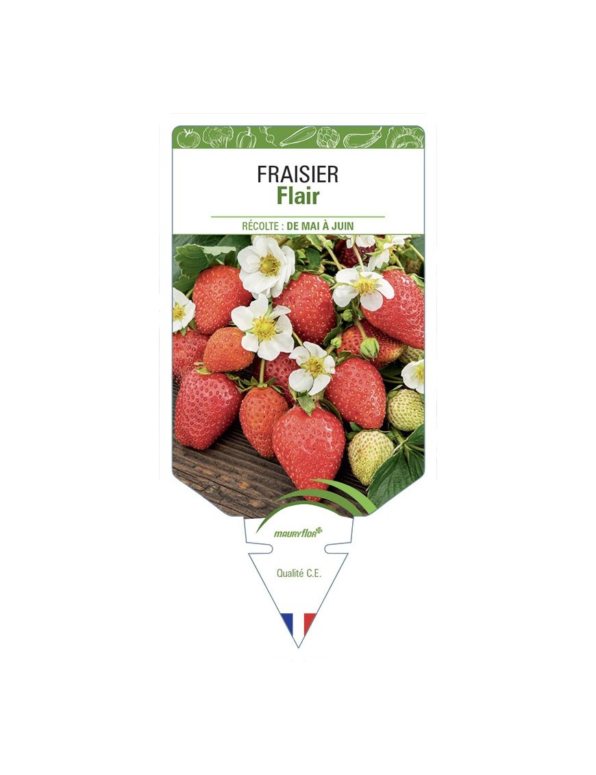 FRAISIER Flair