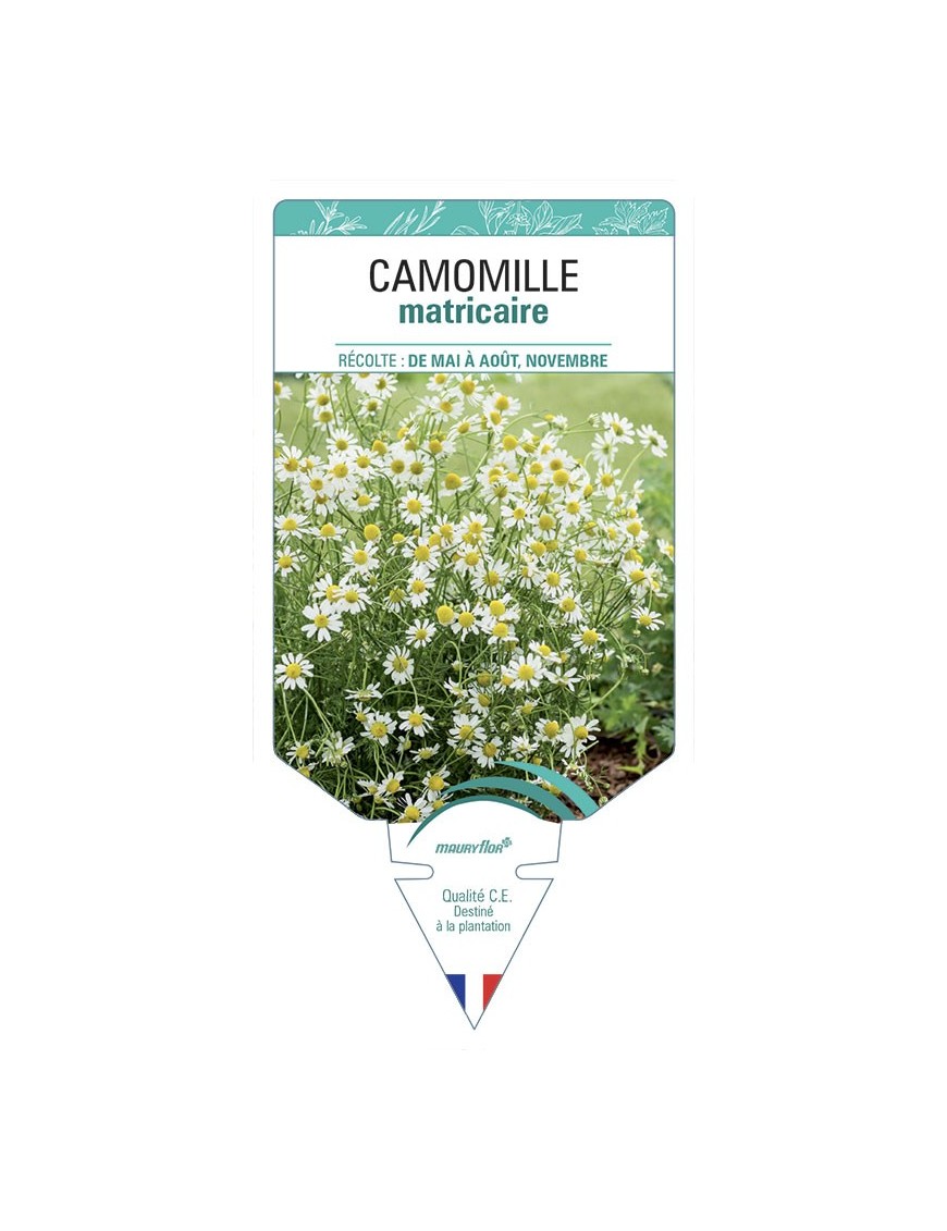 CAMOMILLE matricaire