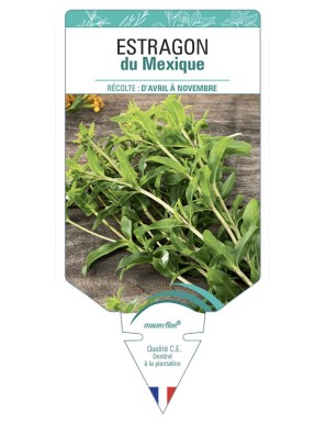 Estragon du Mexique