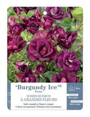 Rosier à grandes fleurs Burgundy Ice® Prose