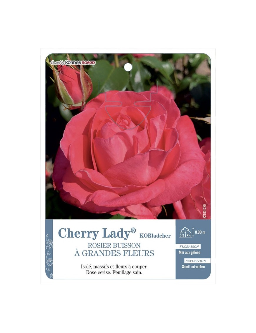 Rosier à grandes fleurs Cherry Lady® KORladcher