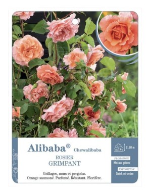 Rosier grimpant Alibaba® Chewalibaba