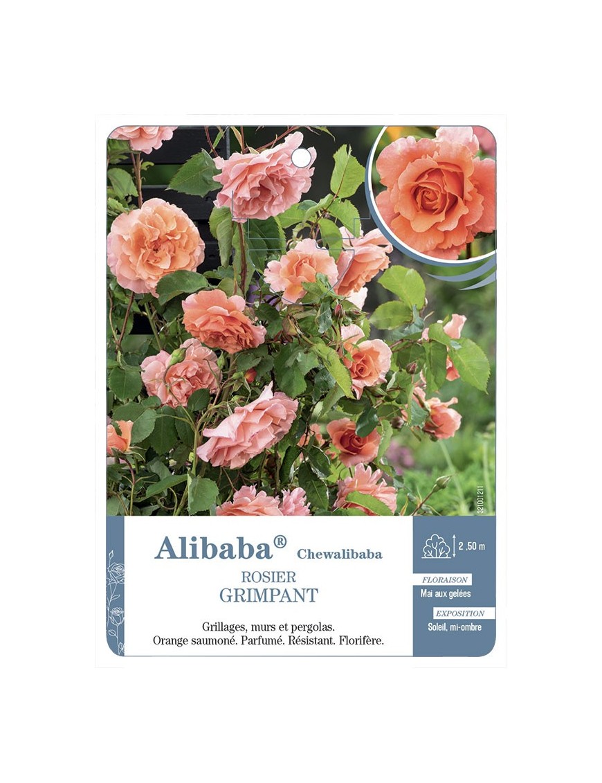 Rosier grimpant Alibaba® Chewalibaba