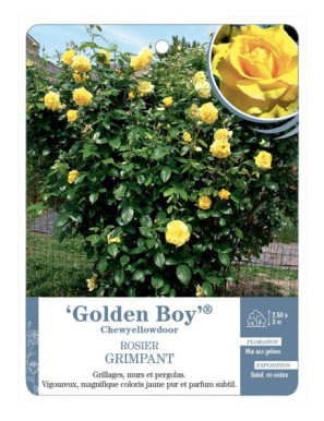 Rosier grimpant Golden Boy® Chewyellowdoor