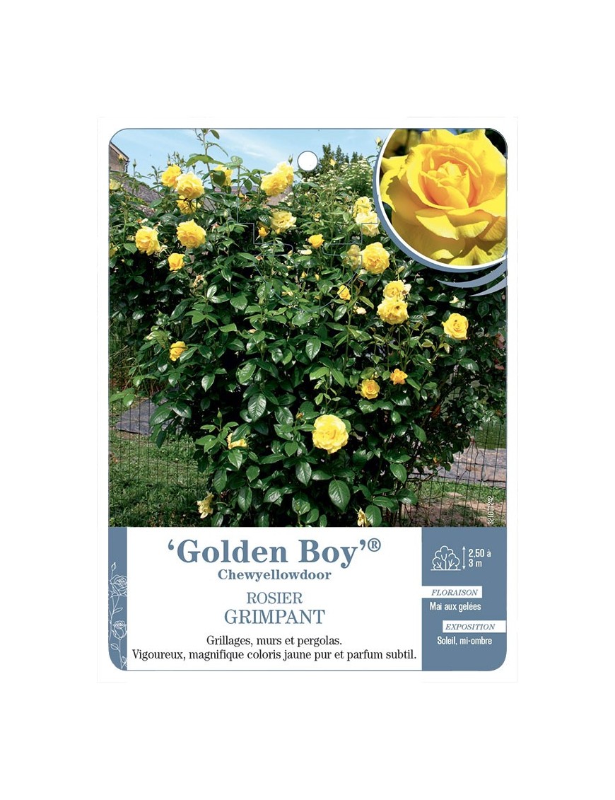 Rosier grimpant Golden Boy® Chewyellowdoor