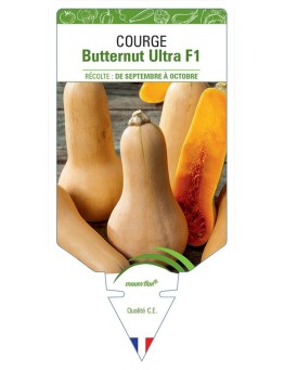 COURGE BUTTERNUT ULTRA F1