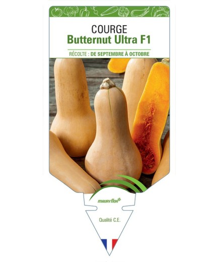 COURGE BUTTERNUT ULTRA F1