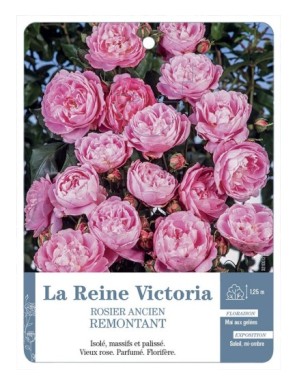 Rosier ancien La Reine Victoria