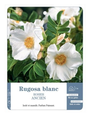 Rosier ancien Rugosa blanc