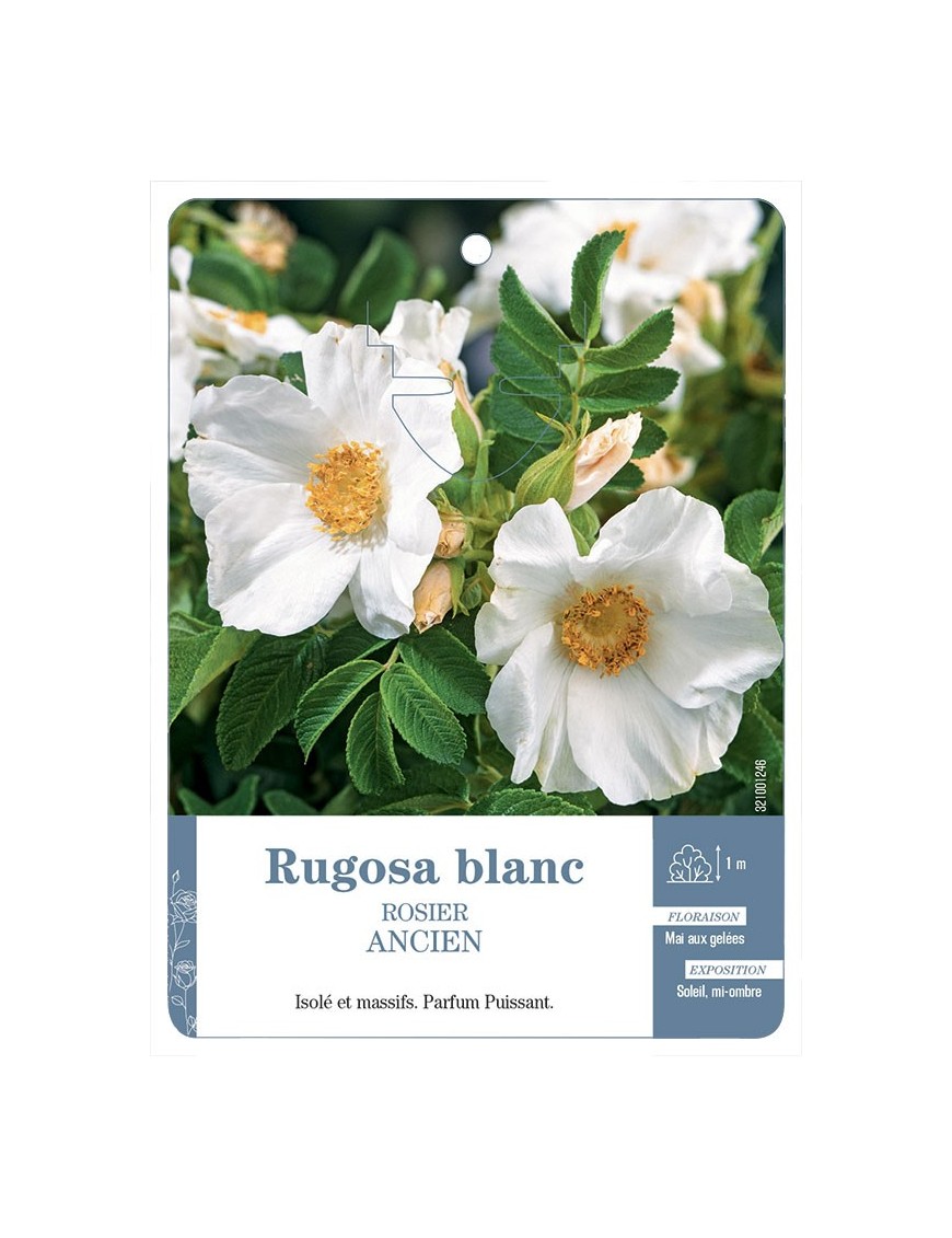 Rosier ancien Rugosa blanc