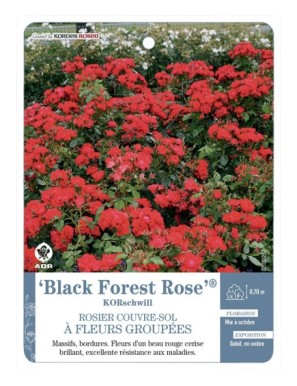 Black Forest Rose® KORschwill