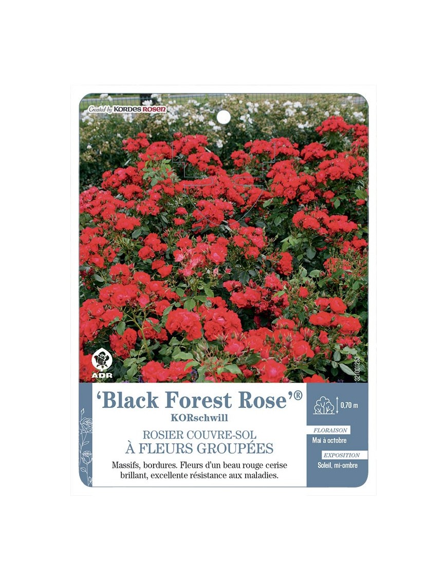 Black Forest Rose® KORschwill