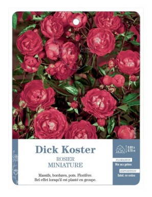 Rosier miniature Dick Koster