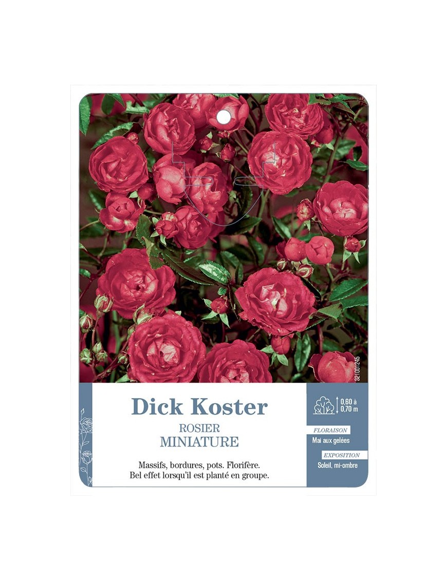 Rosier miniature Dick Koster