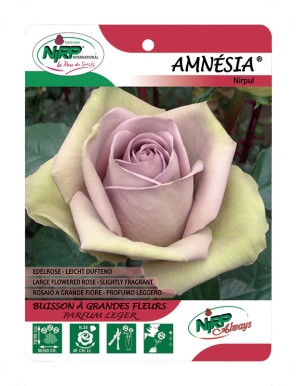 Amnésia® Nirpui