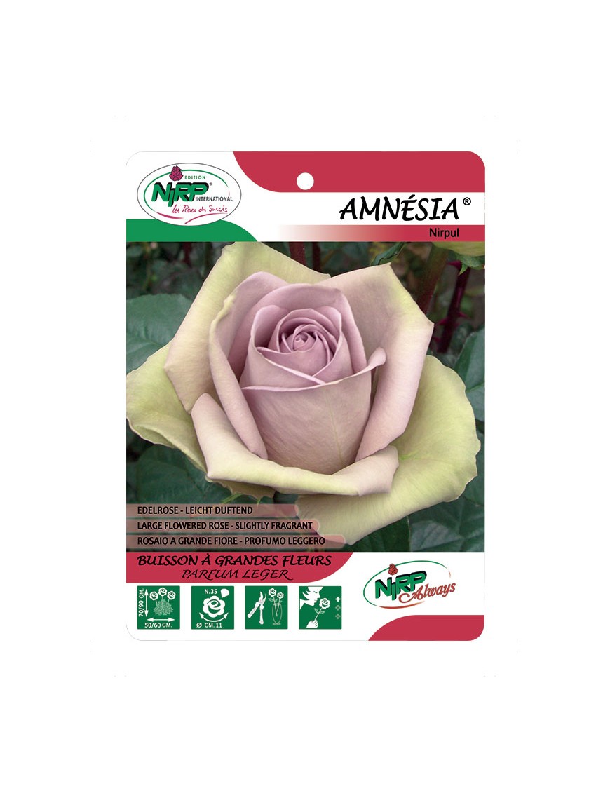 Amnésia® Nirpui