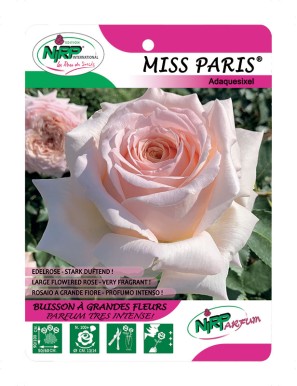 Miss Paris® Adaquesixel