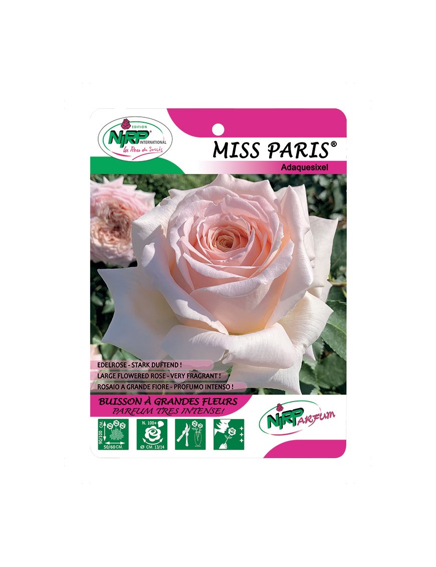 Miss Paris® Adaquesixel