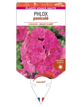 PHLOX paniculata (rose vif) *
