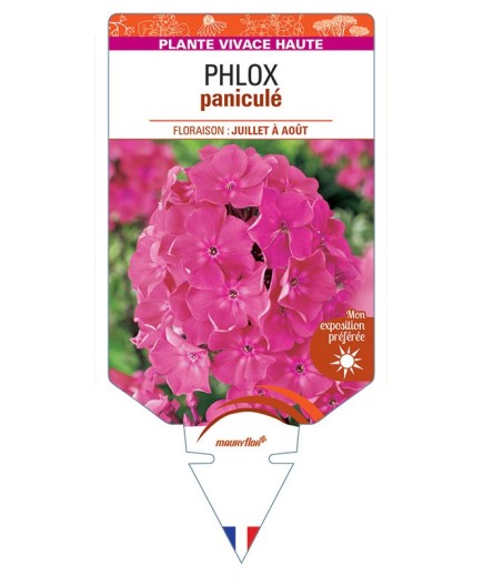 PHLOX paniculata (rose vif) *