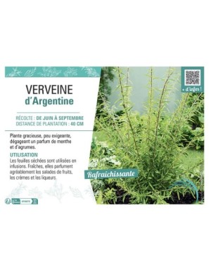 VERVEINE D'ARGENTINE