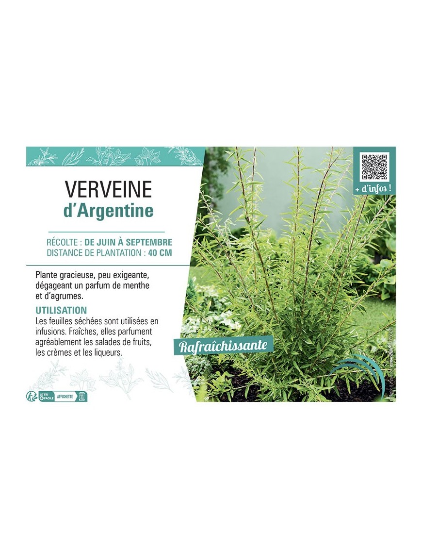 VERVEINE D'ARGENTINE