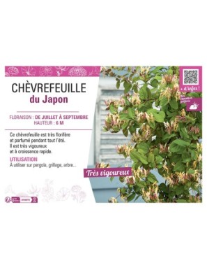 CHÈVREFEUILLE du Japon